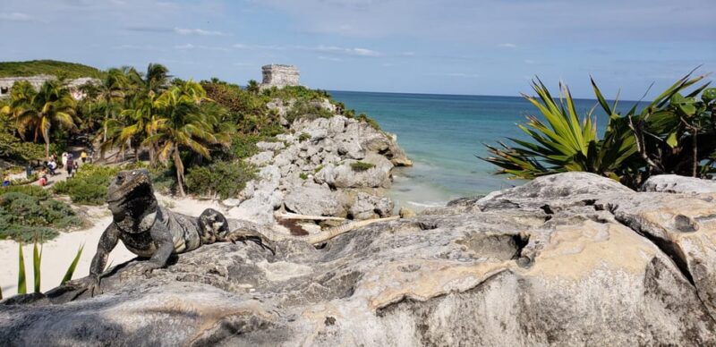 Tulum & Turtles Private Tour - Pickup and Itinerary