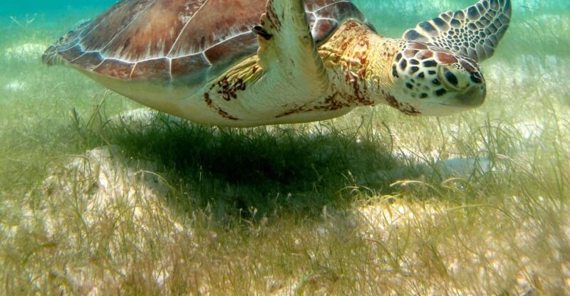 Tulum & Turtles Private Tour - Experience Highlights