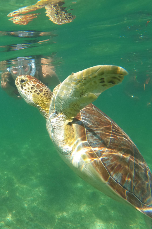 Tulum & Turtles Private Tour - Tour Cancellation and Refund
