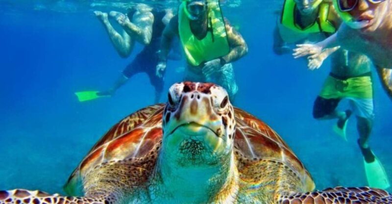 Tulum:Private Mayan Ruins & Swimming With Turtles Experience - Inclusions