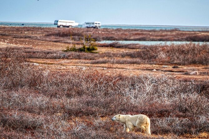 Tundra Buggy Autumn Day Tours - Autumn Wildlife Viewing