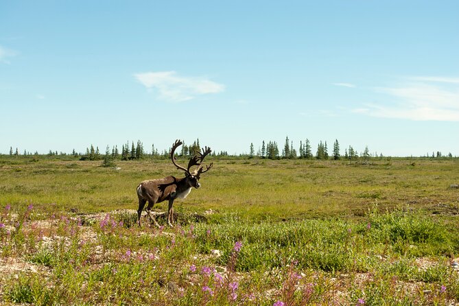 Tundra Buggy Summer Day Tours - Packing and Dress Recommendations