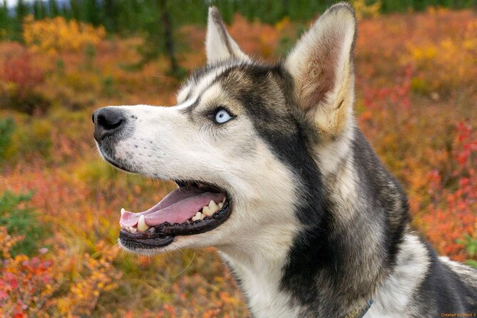 Tundra Walk With Free Running Sled Dogs - Moon Dog Kennel - Meeting Point