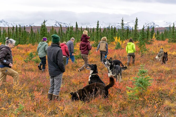 Tundra Walk With Free Running Sled Dogs - Experiencing the Alaskan Tundra