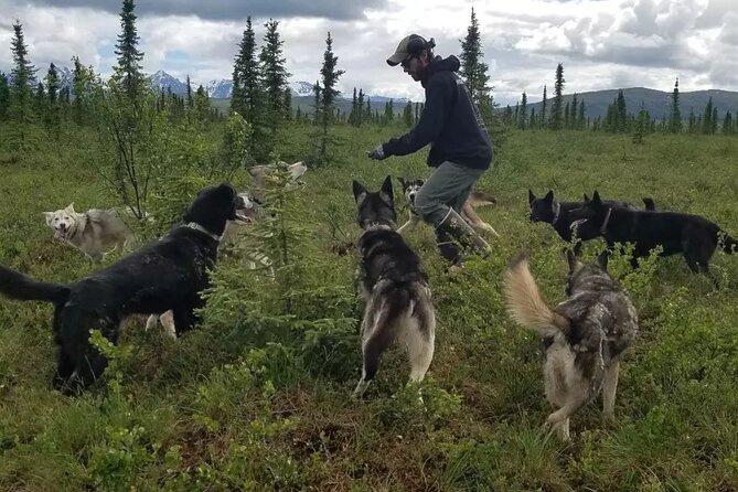 Tundra Walk With Free Running Sled Dogs - Learning About Local Flora and Fauna