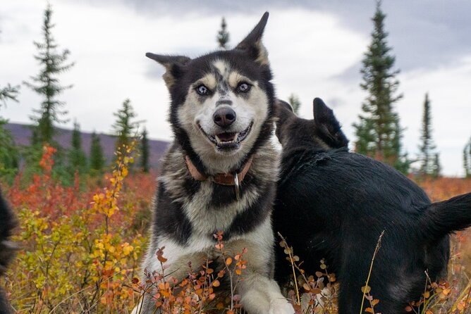 Tundra Walk With Free Running Sled Dogs - Positive Customer Feedback