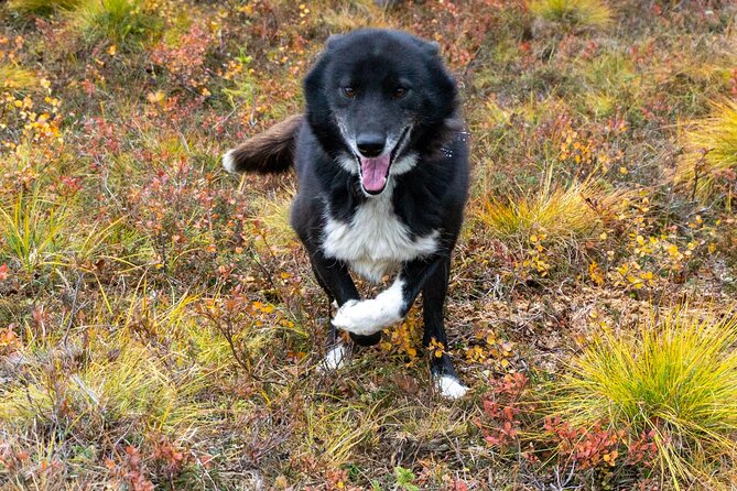 Tundra Walk With Free Running Sled Dogs - Booking and Cancellation Details