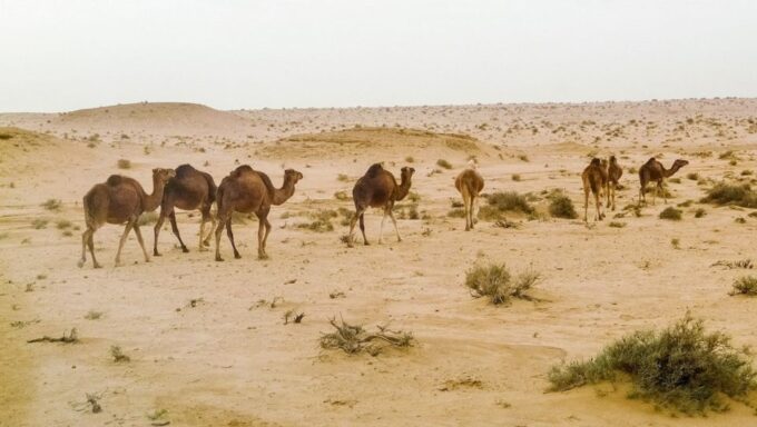 Tunisia: 5-Day Private Discovery Tour - Preparation Tips for Travelers