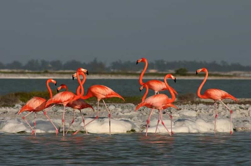 Tuquesa: Las Coloradas, Ria Lagartos, and Merida Beach Tour - Itinerary Highlights