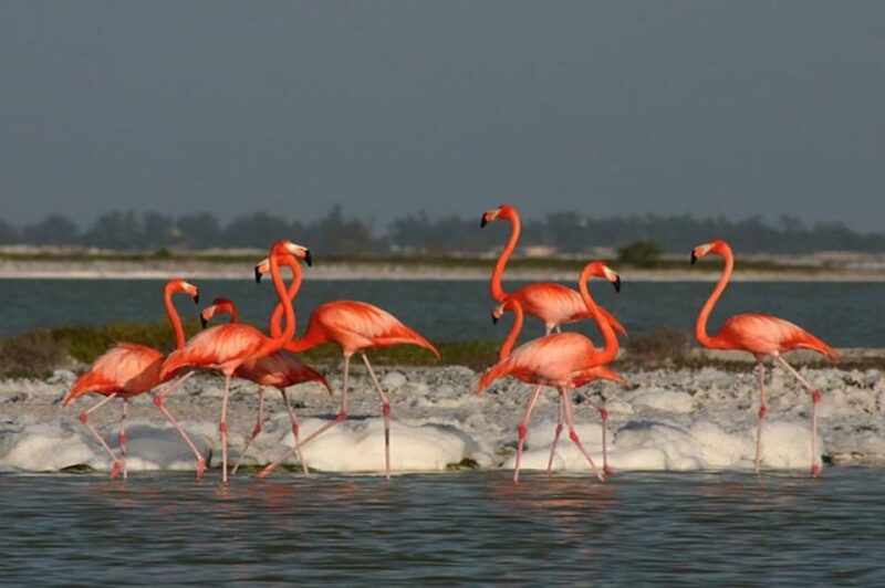 Tuquesa: Las Coloradas, Ria Lagartos, and Merida Beach Tour - Experiences