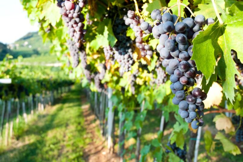 Turin: Private Barolo Wine Region Day Trip With Lunch - Itinerary and Experience