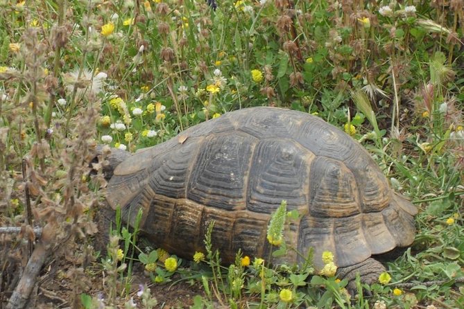 Turkish Village Trip - Frequently Asked Questions