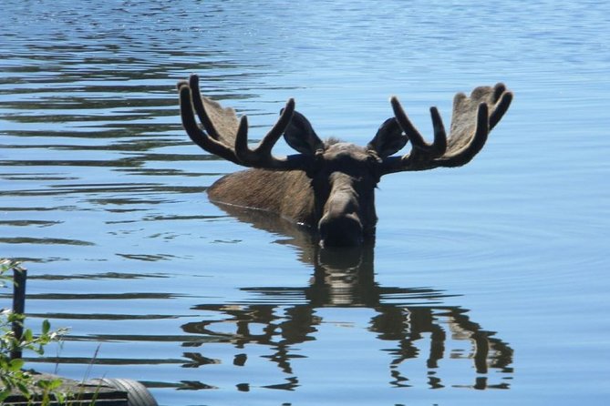 Turnagain Arm and Portage Valley Private Tour - Alaska Wildlife Conservation Center