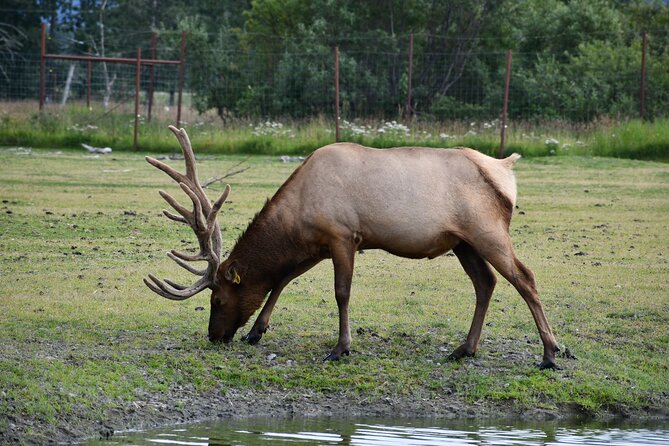 Turnagain Arm Sightseeing Experience and Wildlife Tour - Gratuities and Inclusions