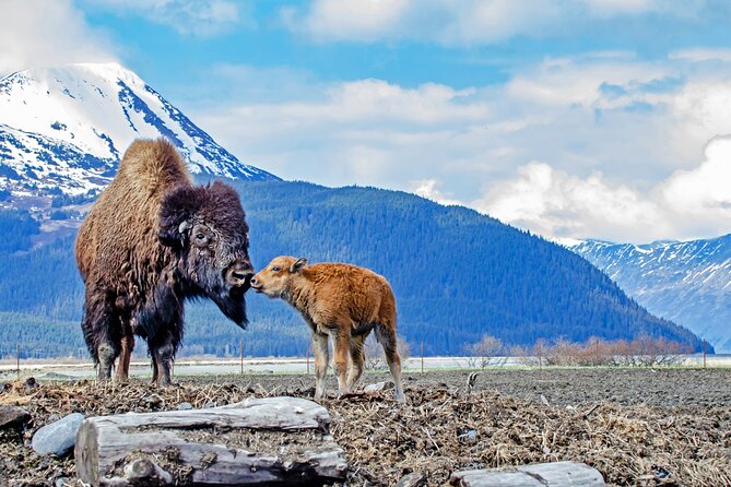 Turnagain Arm Sightseeing Experience and Wildlife Tour - Traveler Reviews and Ratings