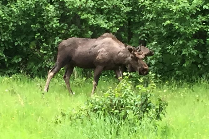 Turnagain Arm Tour: A Must See Destination - Glacier Adventure in Portage Valley