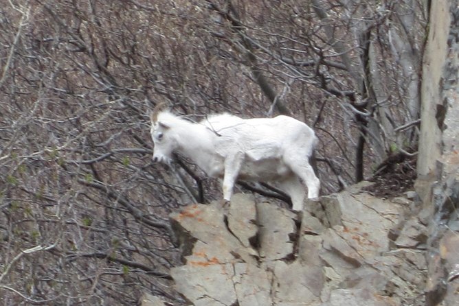 Turnagain Arm Tour: A Must See Destination - Cancellation Policy and Minimum Travelers