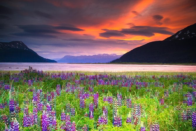 Turnagain Arm Tour - Anchorage Coastal Wildlife
