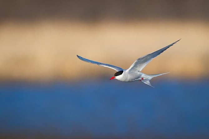 Turnagain Arm Tour - Alaska Wildlife Conservation