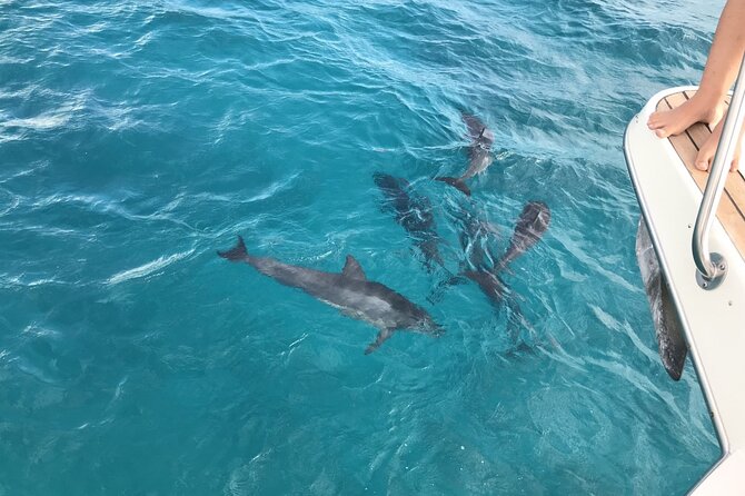 Turtle and Ocean Wildlife Snorkeling Adventure! - Flexible Tour Times to Choose