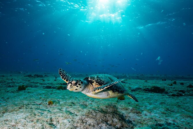 Turtle and Shipwreck Snorkel Private Tour in Barbados - About Your Stay