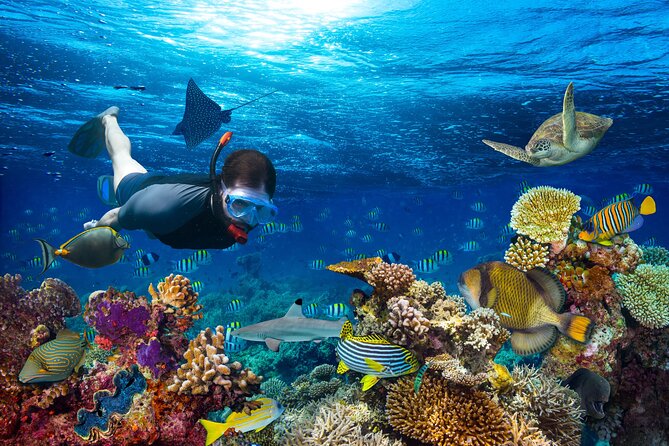 Turtle and Shipwreck Snorkel Private Tour in Barbados - Snorkeling Highlights