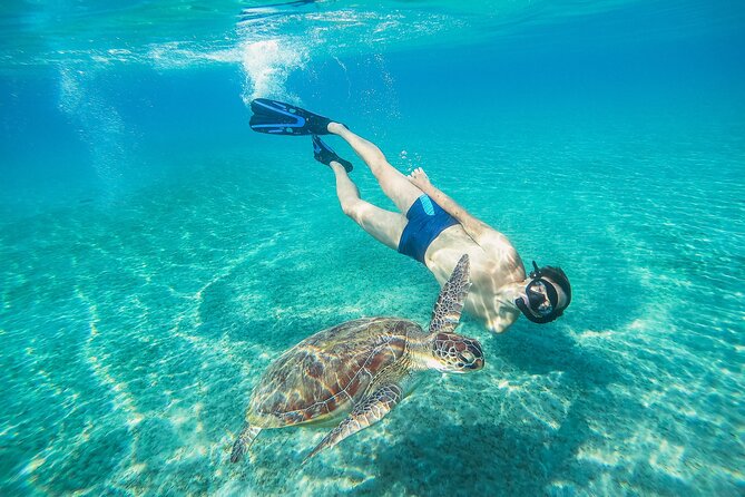 Turtle and Shipwreck Snorkel Private Tour in Barbados - Turtle Encounter