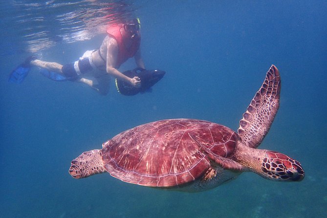 Turtle Beach Power Snorkeling Adventure - Pickup and Drop-off Arrangements