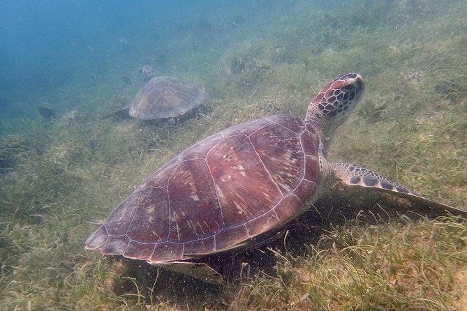 Turtle Beach Power Snorkeling Adventure - Souvenir Photos and Memories