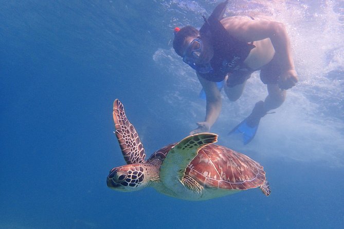 Turtle Beach Power Snorkeling Adventure Pickup Excluded - Traveler Testimonials