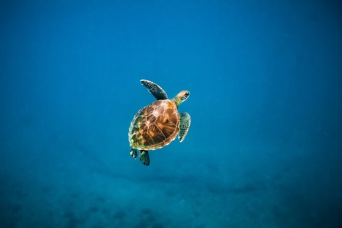 Turtle Canyon Snorkel Catamaran Excursion From Waikiki, Oahu - Marine Life and Environment