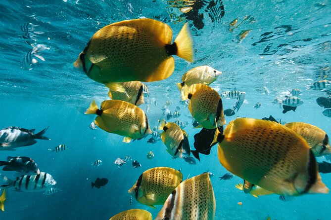 Turtle Canyon Snorkel Catamaran Excursion From Waikiki, Oahu - Meeting and Pickup Details