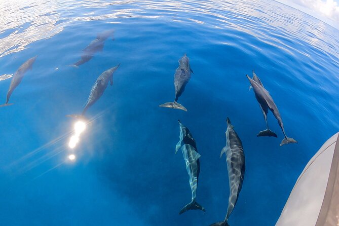 Turtle Canyon Snorkel (Semi Private Boat Tours) - Snorkeling Experience
