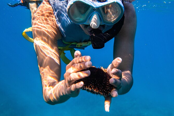 Turtle Canyon Snorkel (Semi Private Boat Tours) - Marine Life Highlights