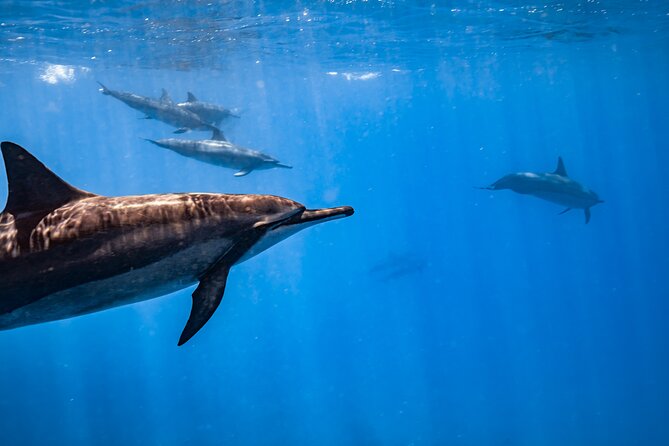 Turtle Canyon Snorkel (Semi Private Boat Tours) - Customer Reviews