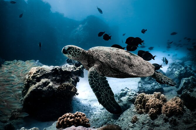 Turtle Canyon Snorkel Tour - Inclusions and Accessibility