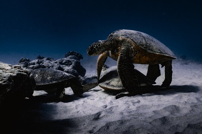 Turtle Canyon Snorkel Tour - Notable Experiences Reported