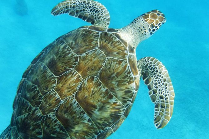 Turtle Cove Catamaran Snorkel and Sail at Little Buck Island - Cancellation Policy and Additional Information