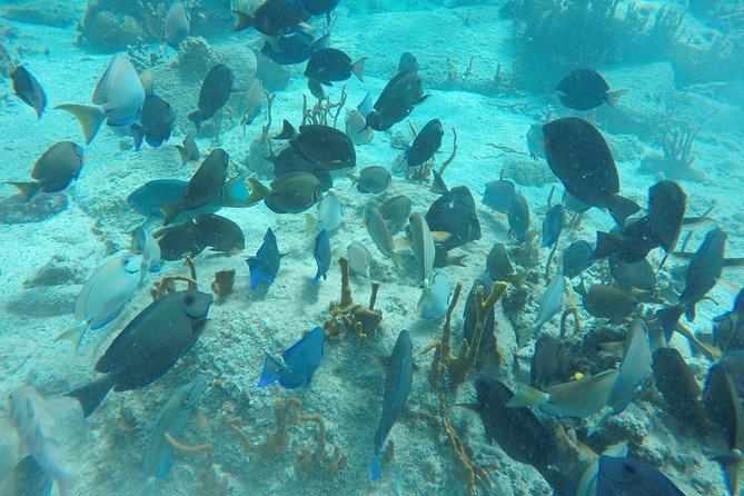 Turtle Cove Catamaran Snorkel and Sail at Little Buck Island - Sustainable Tourism Practices
