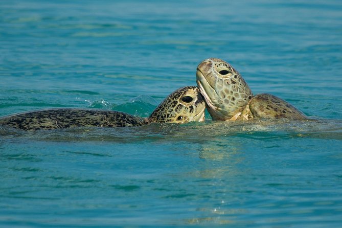 Turtle Discovery & Great Sandy Marine Park Adventure - Additional Information