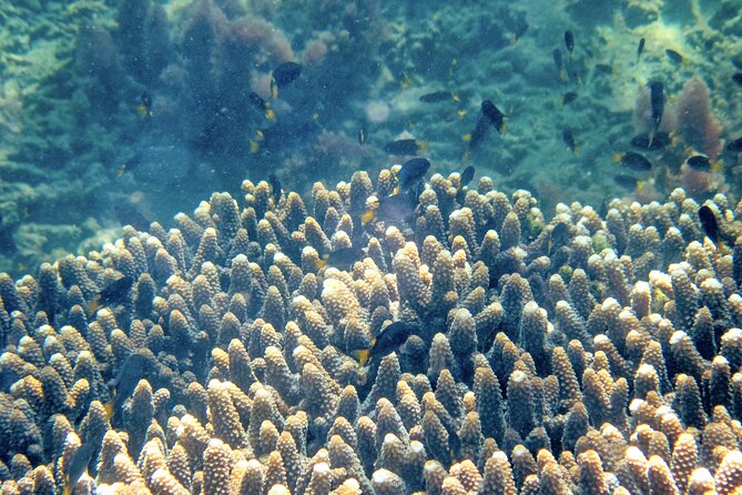 Turtle Discovery & Great Sandy Marine Park Adventure - Arrival and Check-in