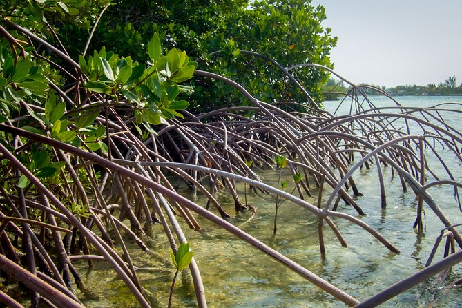 Turtle Eco Tour on Stand-Up Paddleboards or Kayaks Into the National Marine Park - Tour Overview and Highlights