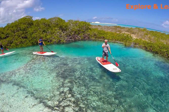 Turtle Eco Tour on Stand-Up Paddleboards or Kayaks Into the National Marine Park - Meeting and Timing