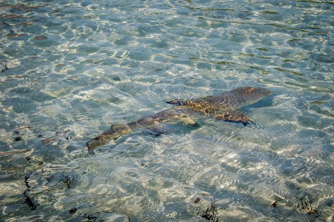Turtle Eco Tour on Stand-Up Paddleboards or Kayaks Into the National Marine Park - Participant Information