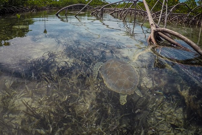 Turtle Eco Tour on Stand-Up Paddleboards or Kayaks Into the National Marine Park - Wildlife Encounters