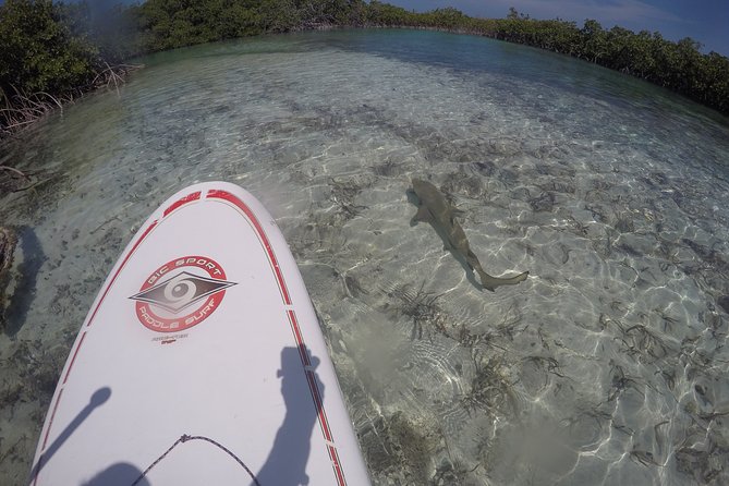 Turtle Eco Tour on Stand-Up Paddleboards or Kayaks Into the National Marine Park - Customer Feedback