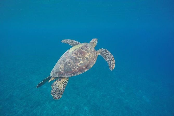 Turtle Encounter with Yumi Tours - Key Points
