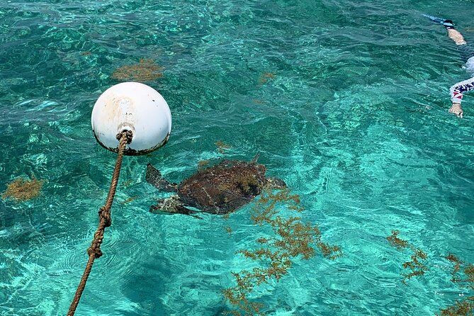 Turtle Garden Snorkeling Tour and Island Break - Customer Experiences