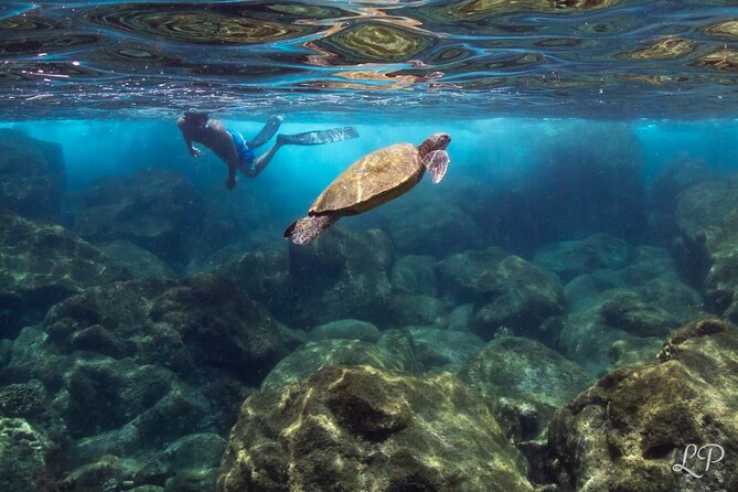 Turtle Gardens West Maui Snorkel Tour - Meeting and Accessibility