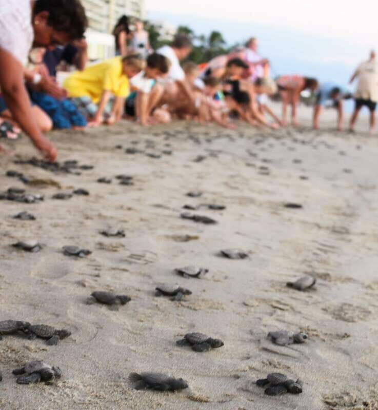 *Turtle Hatching + 3 Palos Lagoon Boat Ride & Crocs Farm - An In-Depth Look at This Coastal Adventure